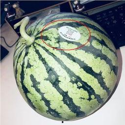 介休吃瓜网红,揭秘当地美食文化新风尚